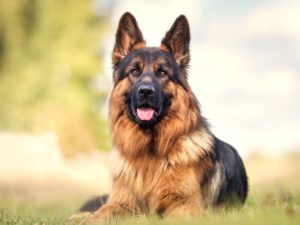 German Shepherds breed of dog