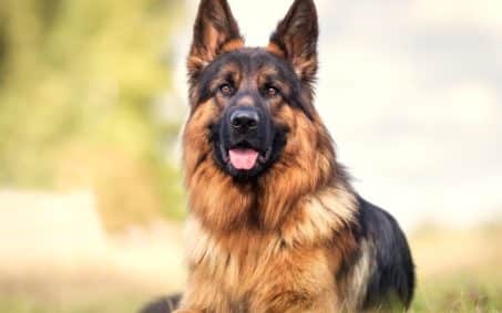 German Shepherd