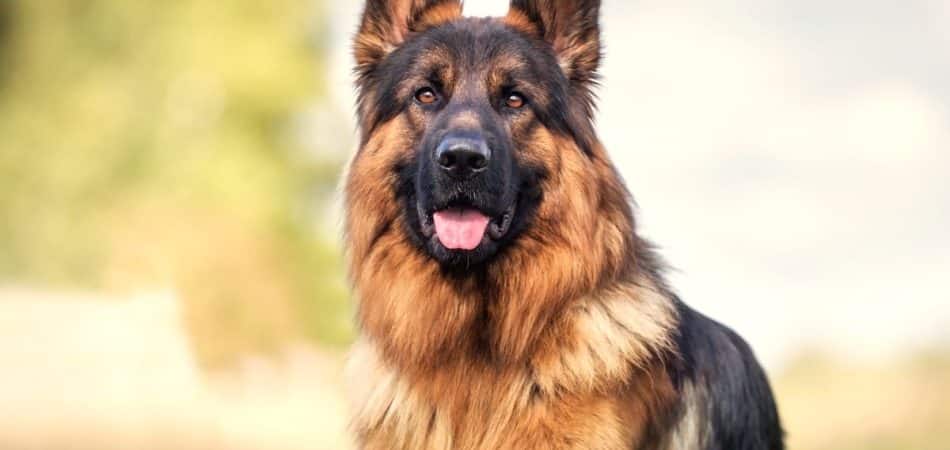 German Shepherd