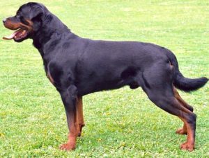 Rottweilers breed of dog