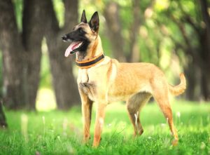 Belgian Malinois breed of dog