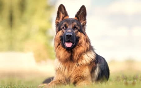 Vanguard Protection Dogs