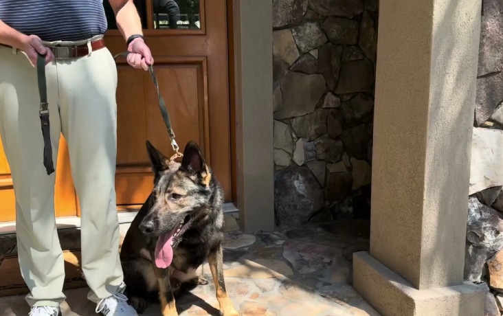 Vanguard Protection Dogs