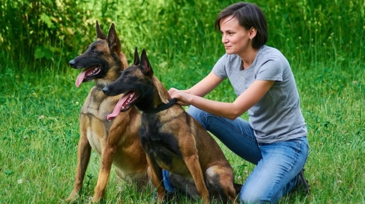 Vanguard Protection Dogs