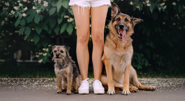 protection dog for home
