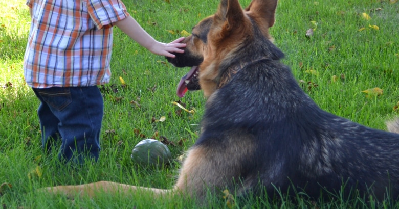 Vanguard Protection Dogs