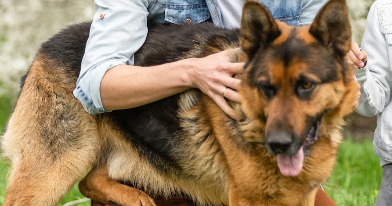 Vanguard Protection Dogs