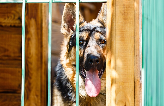 Vanguard Protection Dogs