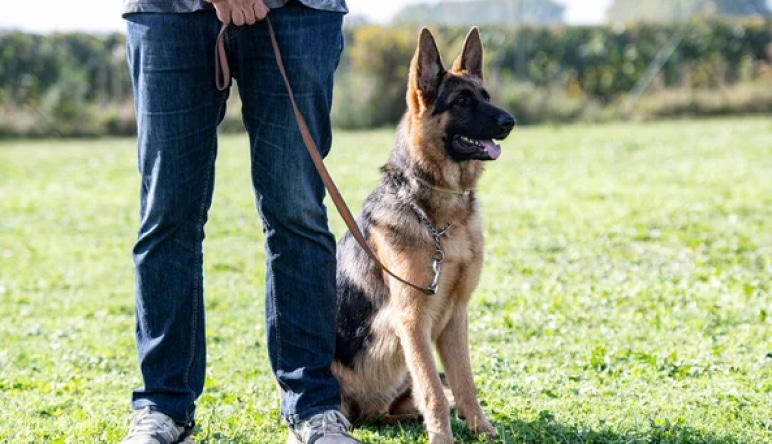Vanguard Protection Dogs