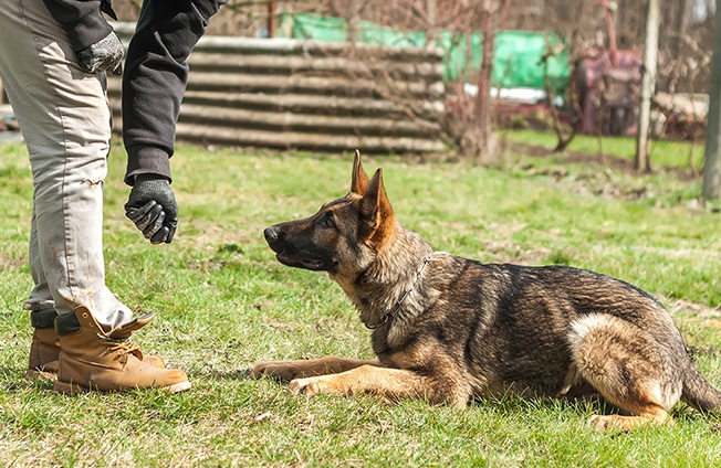 Vanguard Protection Dogs