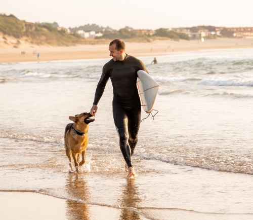 reverse engineering our approach in training dogs