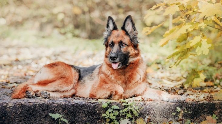 Vanguard Protection Dogs