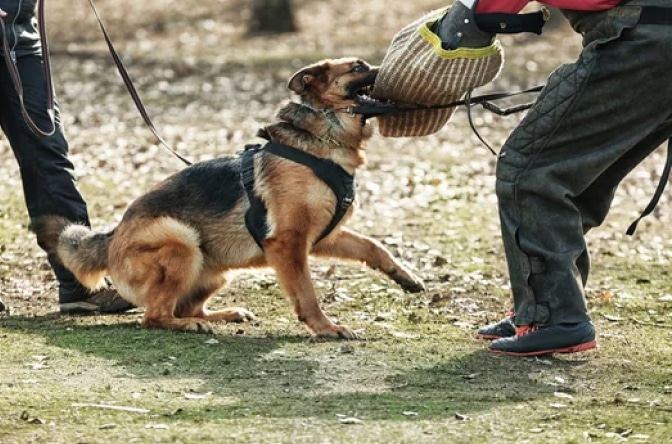 Vanguard Protection Dogs