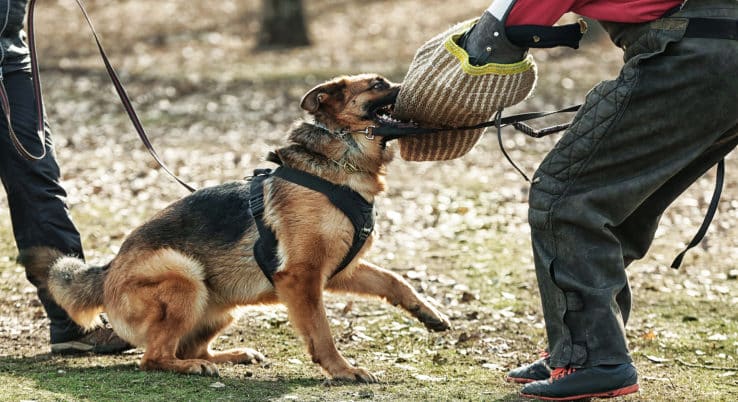 Dog training methods