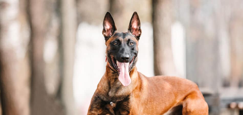belgian-shepherd-malinois-lying-down-in-fallen-lea-2023-11-27-05-22-27-utc