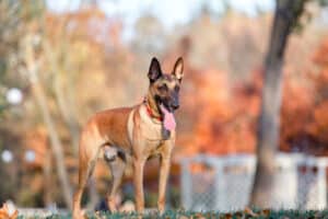 belgian-shepherd-malinois-lying-down-in-fallen-lea-2023-11-27-05-24-07-utc