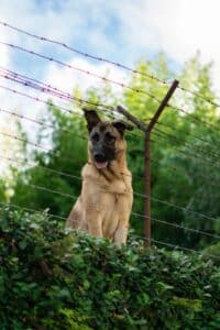 German Shepherd behind fence, grass, tree, blue sky
