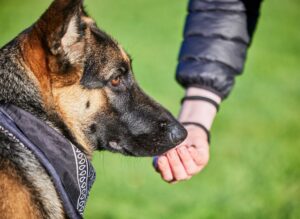 german shepherd dog being trained