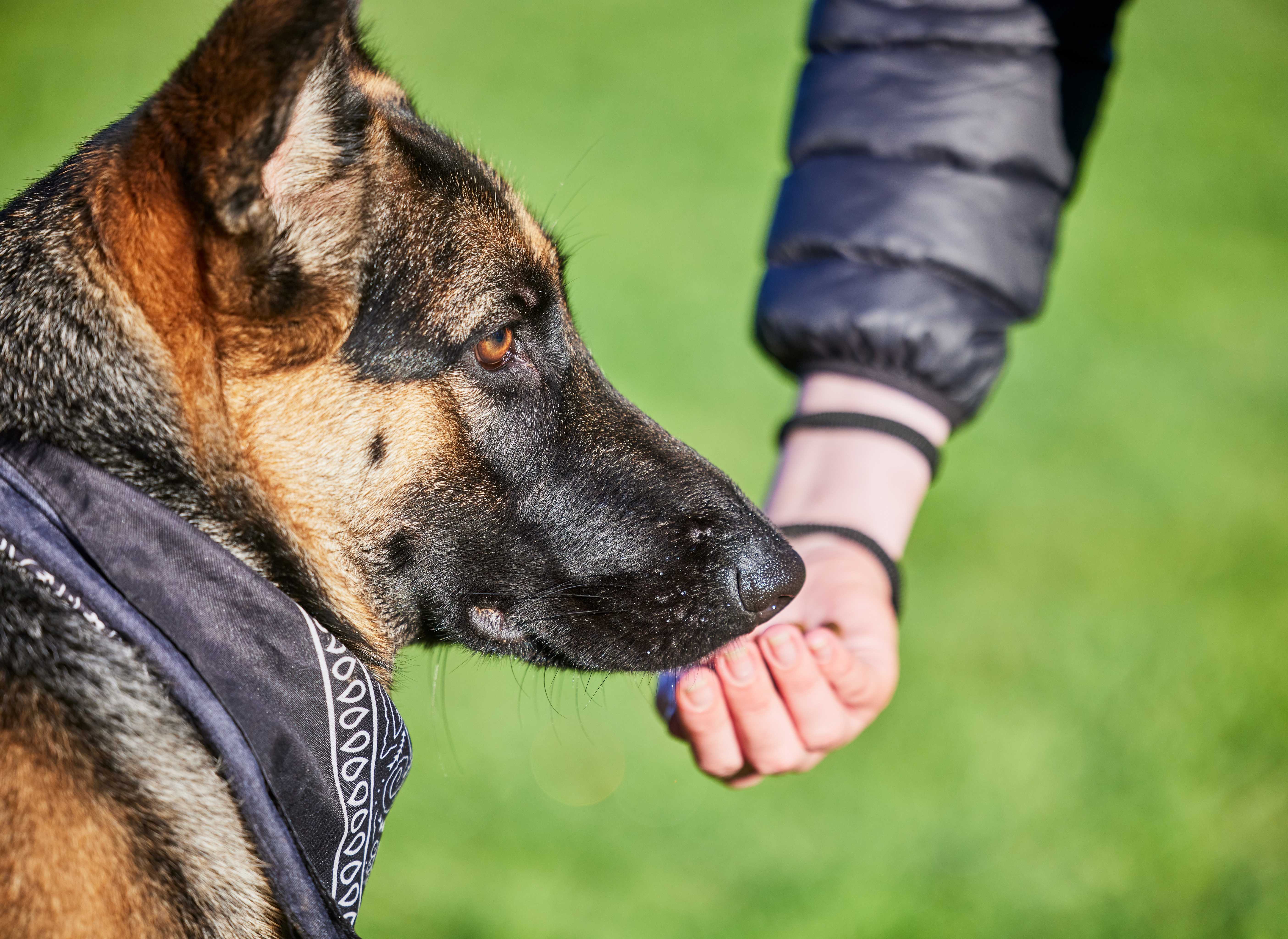 german shepherd dog being trained