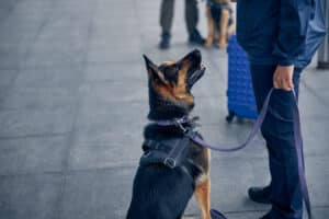 Close up of drug detection dog looking at male inspector in airport