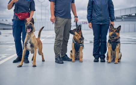 protection dogs