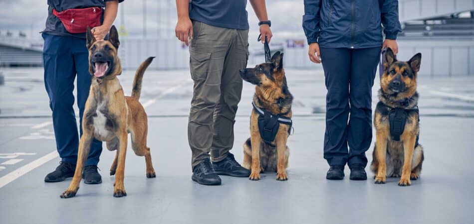 protection dogs