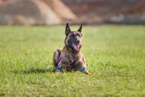 working-malinois-dog-belgian-shepherd-dog-police-2023-11-27-05-03-22-utc