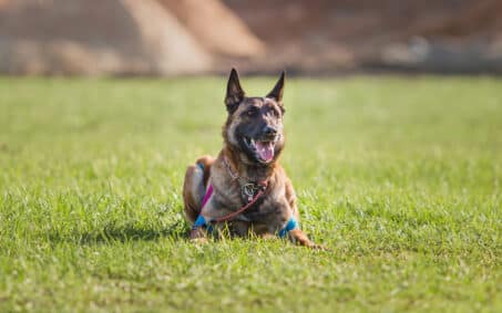 working-malinois-dog-belgian-shepherd-dog-police-2023-11-27-05-03-22-utc