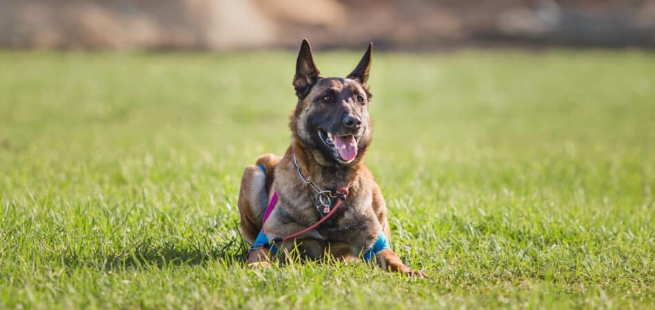 working-malinois-dog-belgian-shepherd-dog-police-2023-11-27-05-03-22-utc