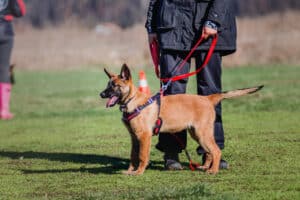 working-malinois-dog-belgian-shepherd-dog-police-2023-11-27-05-32-27-utc