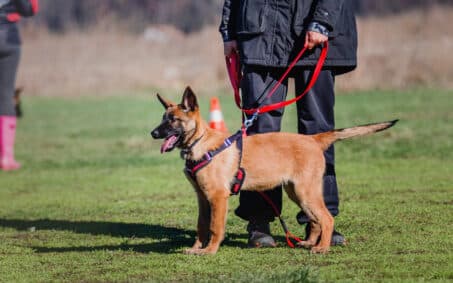 working-malinois-dog-belgian-shepherd-dog-police-2023-11-27-05-32-27-utc