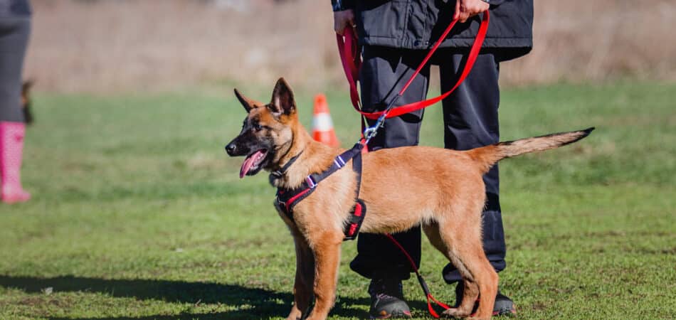 working-malinois-dog-belgian-shepherd-dog-police-2023-11-27-05-32-27-utc