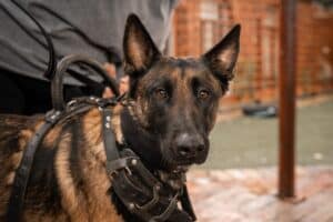 Close-up of a German Shepherd dog in a harness with a person in the blurred background