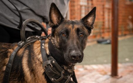 Close-up of a German Shepherd dog in a harness with a person in the blurred background