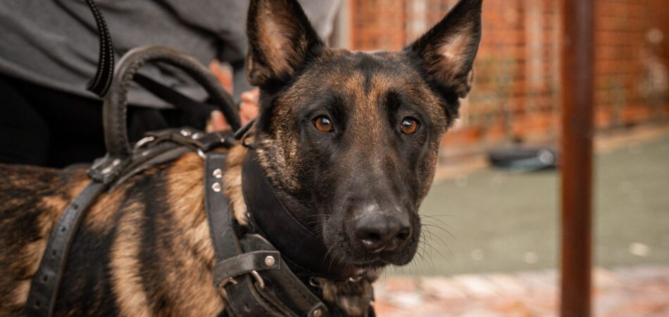 Close-up of a German Shepherd dog in a harness with a person in the blurred background