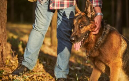Energetic german shepherd getitng his ears rubbed by his owner