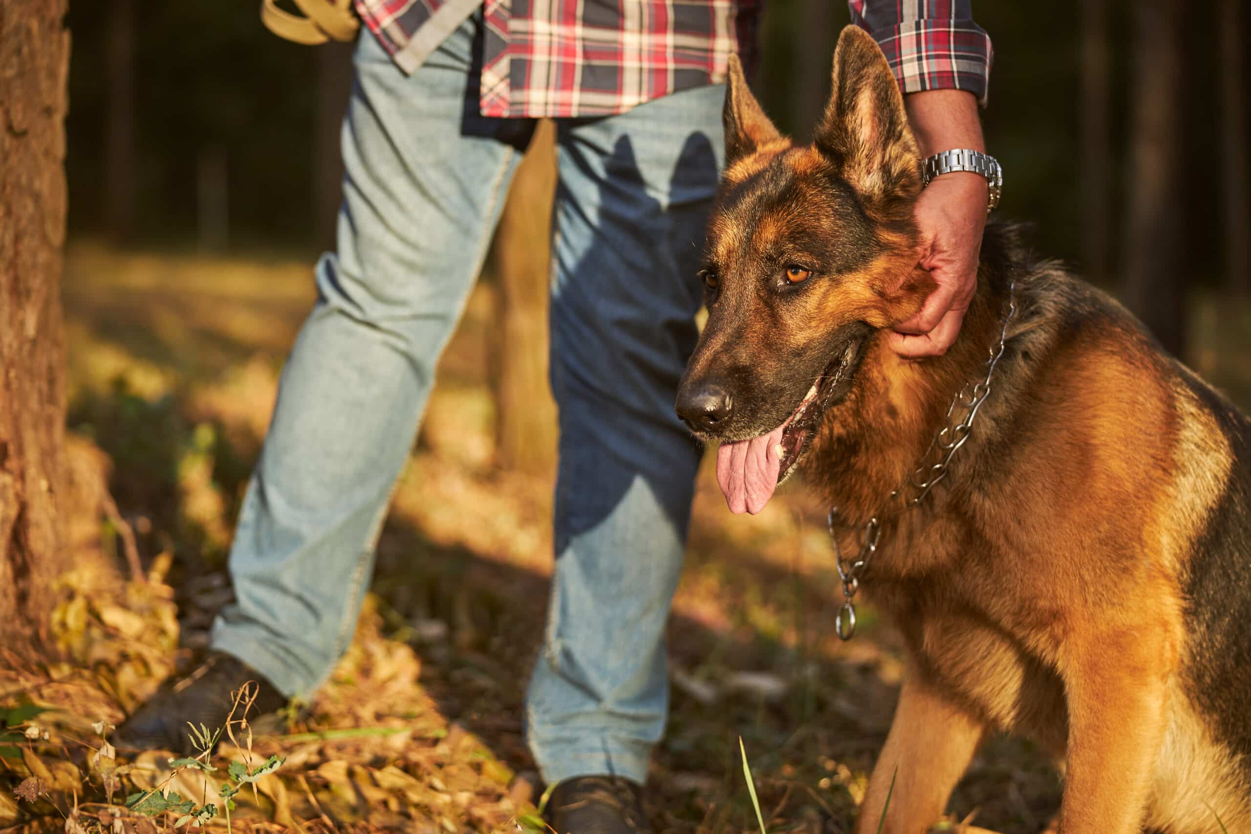 Energetic german shepherd getitng his ears rubbed by his owner