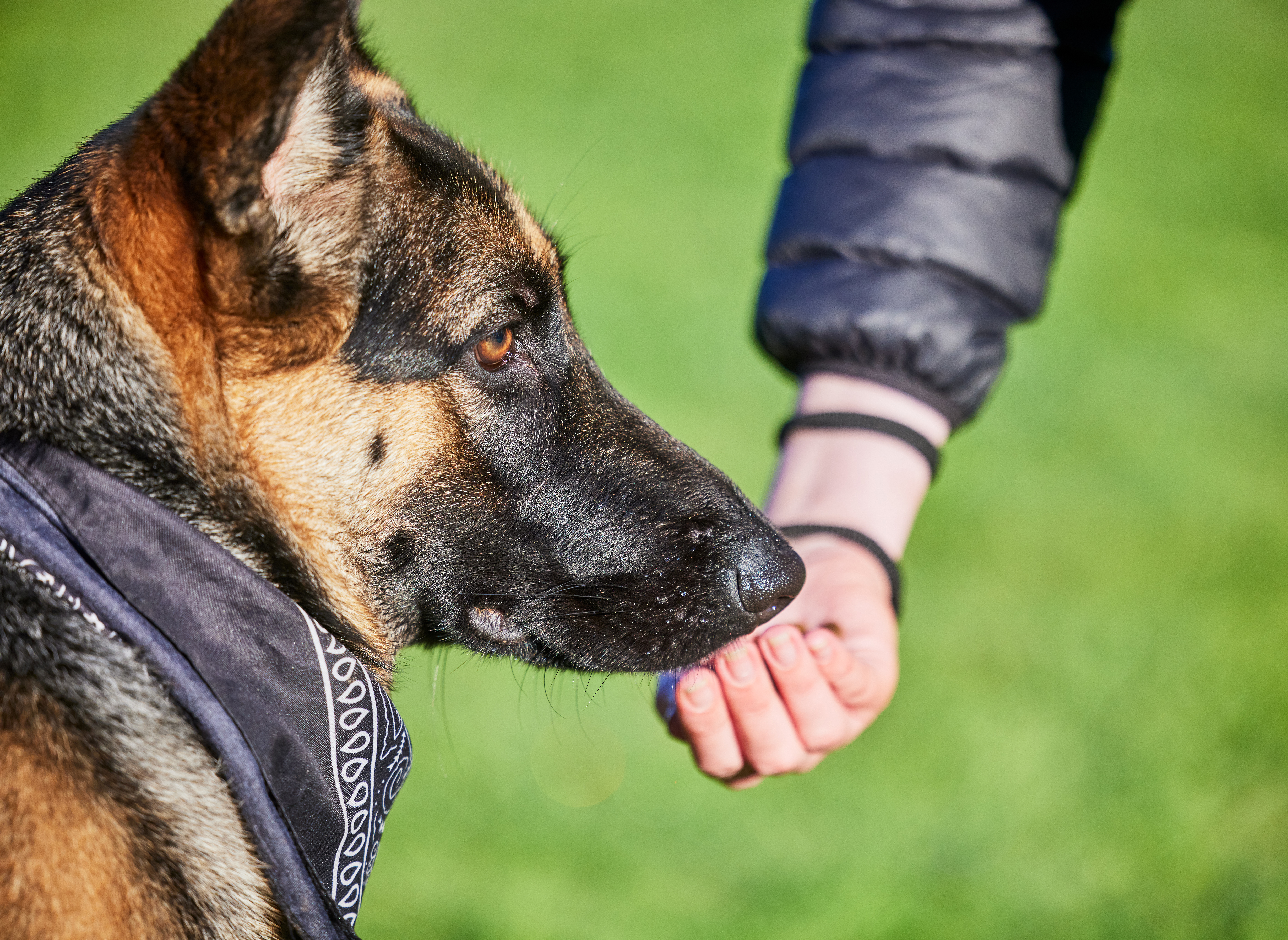 Good boys get treats. Shot of a man playing with his adorable german shepherd at the park