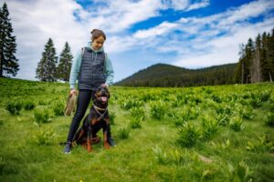 Teenage girl stands with leash in hands next to dog of Rottweiler breed in meadow, against background of fir trees