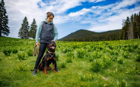Teenage girl stands with leash in hands next to dog of Rottweiler breed in meadow, against background of fir trees