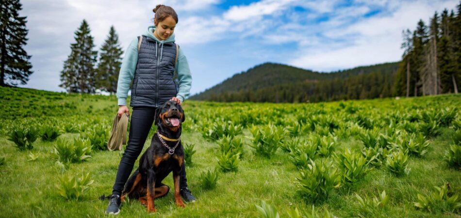 Teenage girl stands with leash in hands next to dog of Rottweiler breed in meadow, against background of fir trees