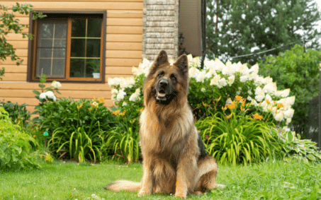 brown and black german shepherd dog