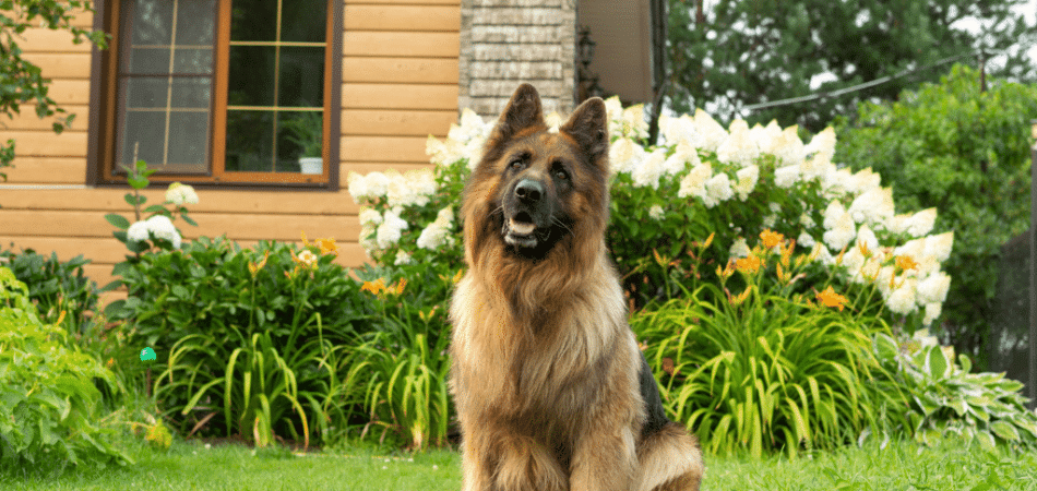brown and black german shepherd dog