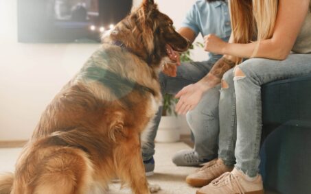 Border Collie dog sitting at the feet of the owners couple