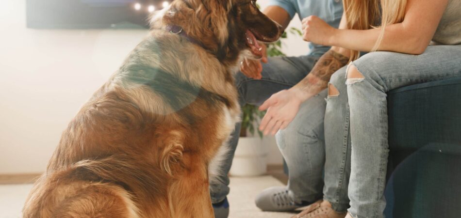Border Collie dog sitting at the feet of the owners couple