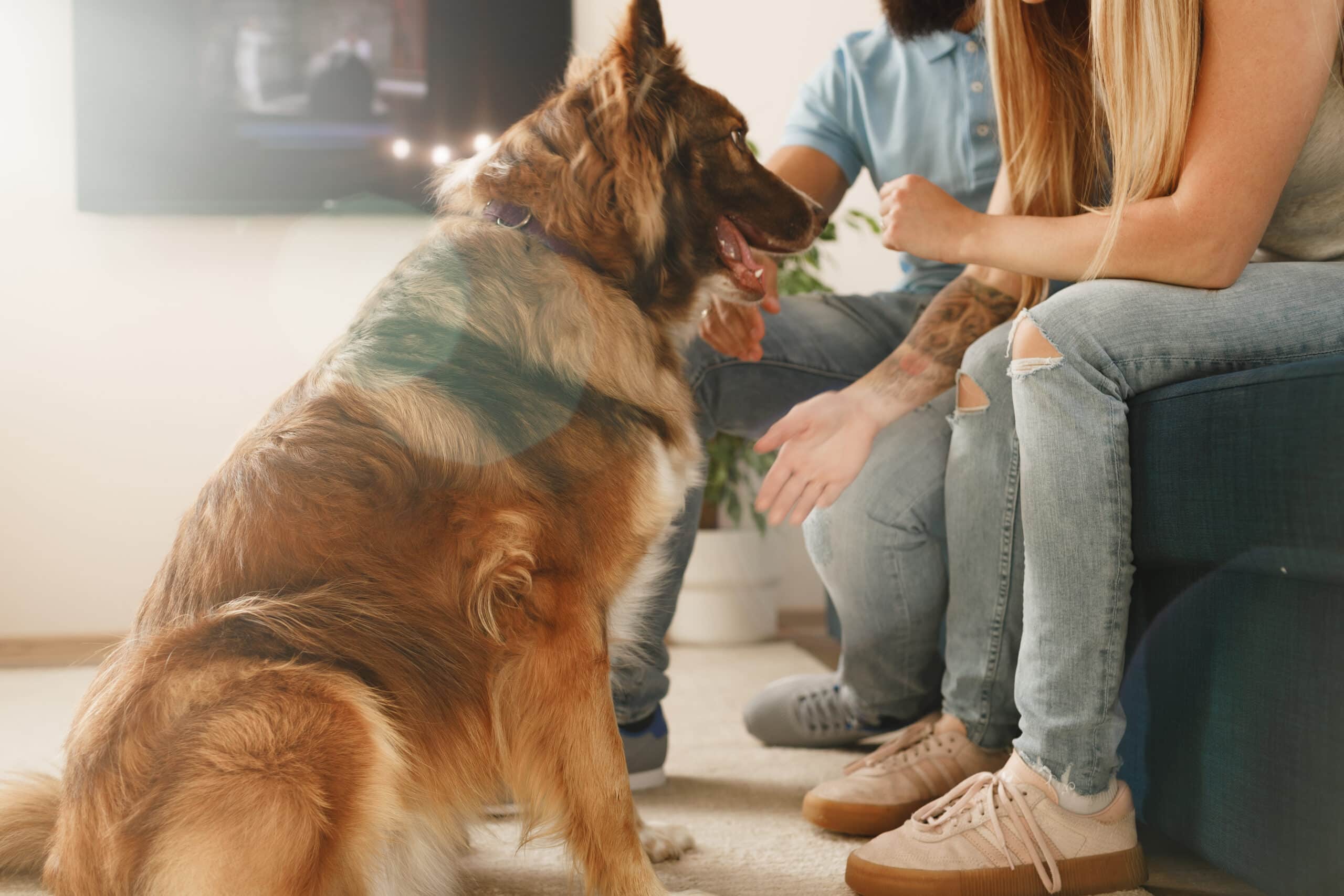 Border Collie dog sitting at the feet of the owners couple