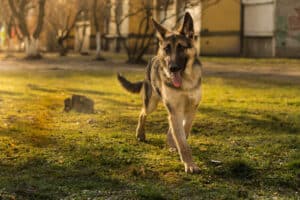 german shepherd outside the house guarding