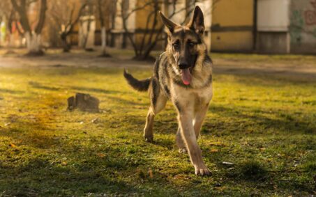german shepherd outside the house guarding