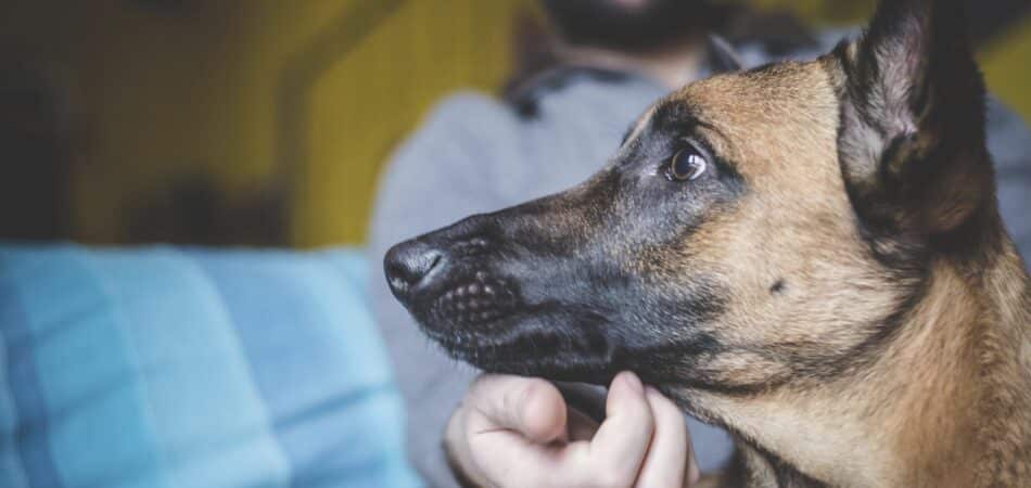 Mature man stroking pet dog