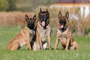 three-belgian-shepherd-dogs-sit-in-a-field-2023-11-27-05-21-32-utc